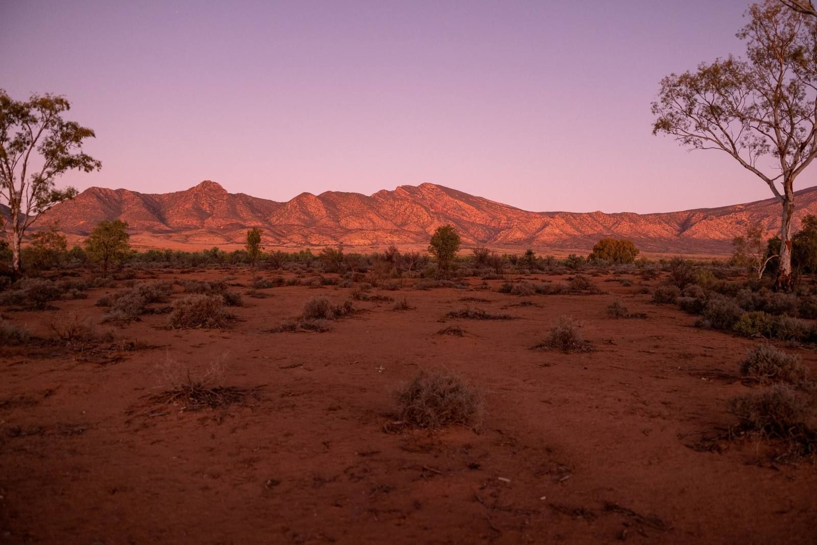 Red earth and saltbush in front of the Flinders Ranges at dusk